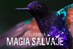 Colombia Magia_Salvaje_min